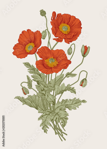 Vintage illustration. Bouquet. Red Poppies.