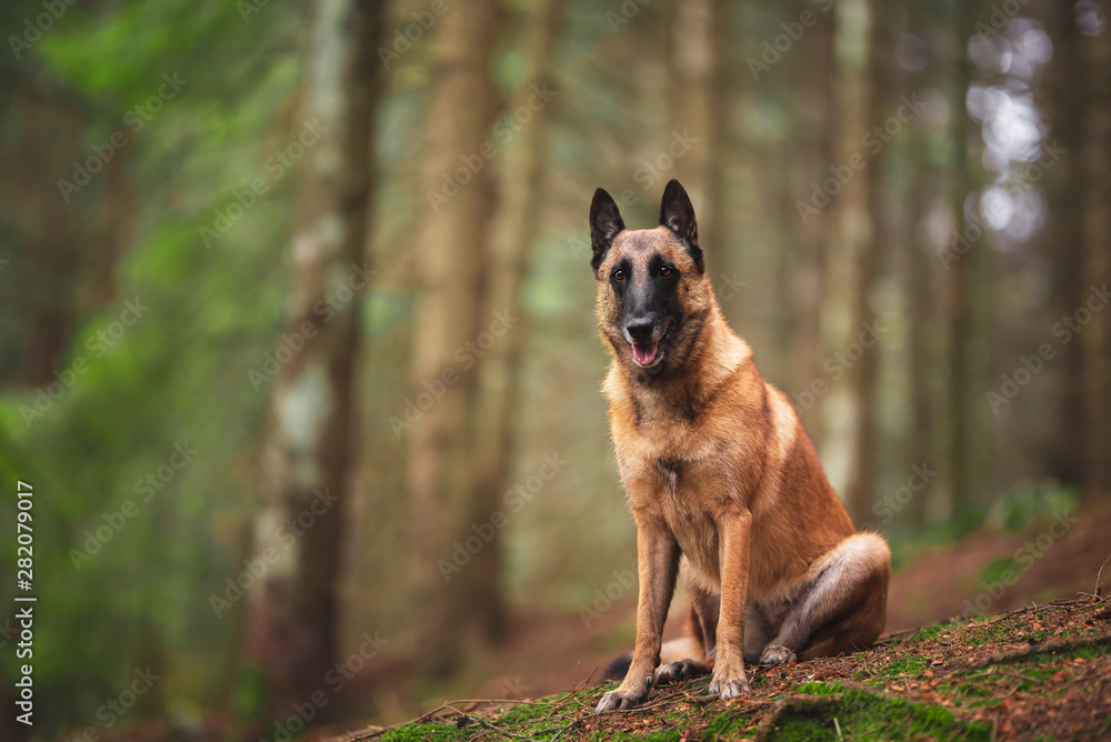Naklejka premium Belgian shepherd dog in natural environment, wood, autumn leaves