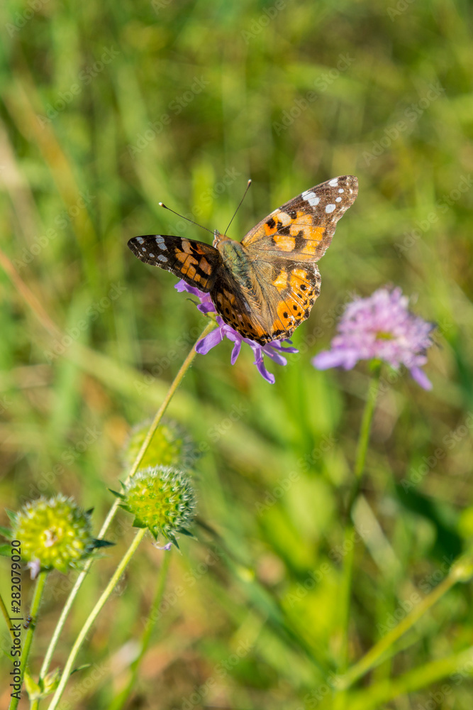 Beautiful butterfly feeding on a bright pink flower closeup. Macro butterfly against blue sky. Butterfly on a spring flower among the field. vertical photo Beautiful butterfly feeding on a bright pink flower closeup. Macro butterfly against blue sky. Butterfly on a spring flower among the field. vertical photo
