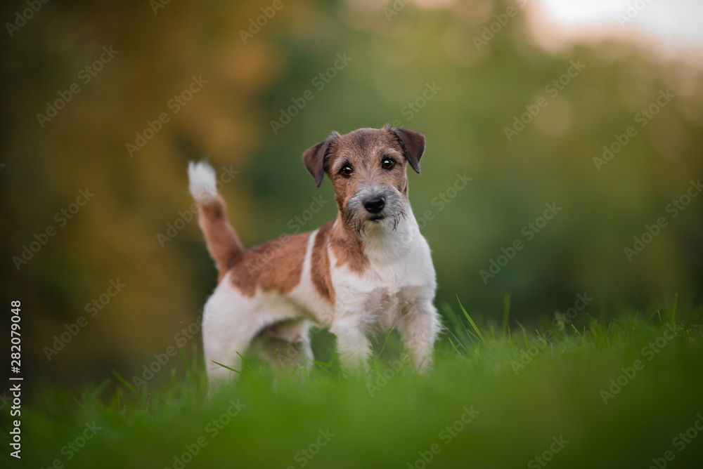 Jack russel terrier, dog, natural environment Jack russel terrier, dog, natural environment