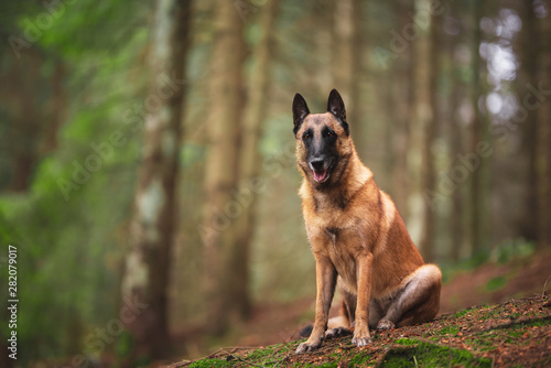 Belgian shepherd dog in natural environment, wood, autumn leaves photo