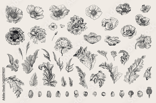 Vintage vector botanical illustration. Set. Poppies of various varieties. Flowers, leaves, buds. Black and white