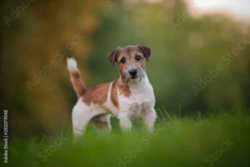 Fototapeta Naklejka Na Ścianę i Meble -  Jack russel terrier, dog, natural environment