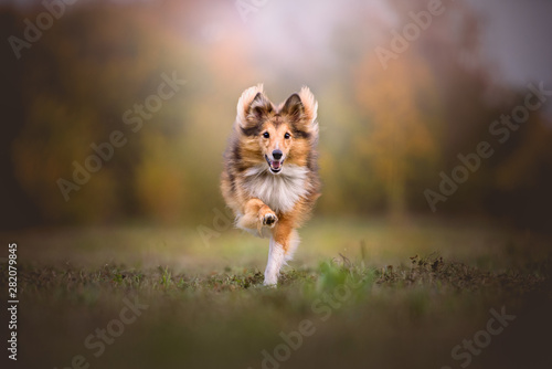 Shetlan ahepherd dog running in a park in autumn colors © Cecilia