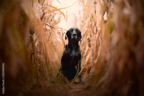 Mixbreed hunting dog in a corn field photo