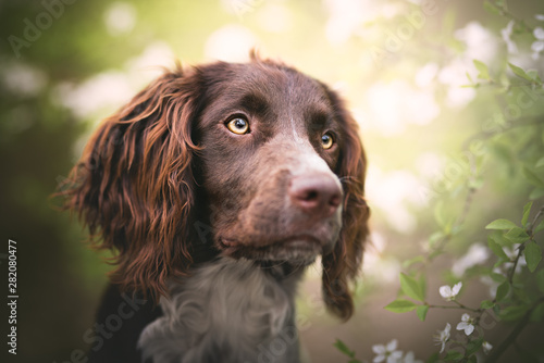 Obraz na płótnie Springer spaniel dog in natural environment, backlight, bokeh