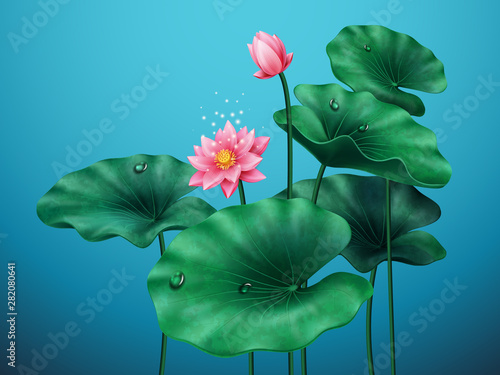 Flower of lotus with leaves on blue background. Banner for pink beautiful plant and leaf with water drops. Blossom of natural decorative plant. Egyptian bean, Indian or sacred lotus. China decoration