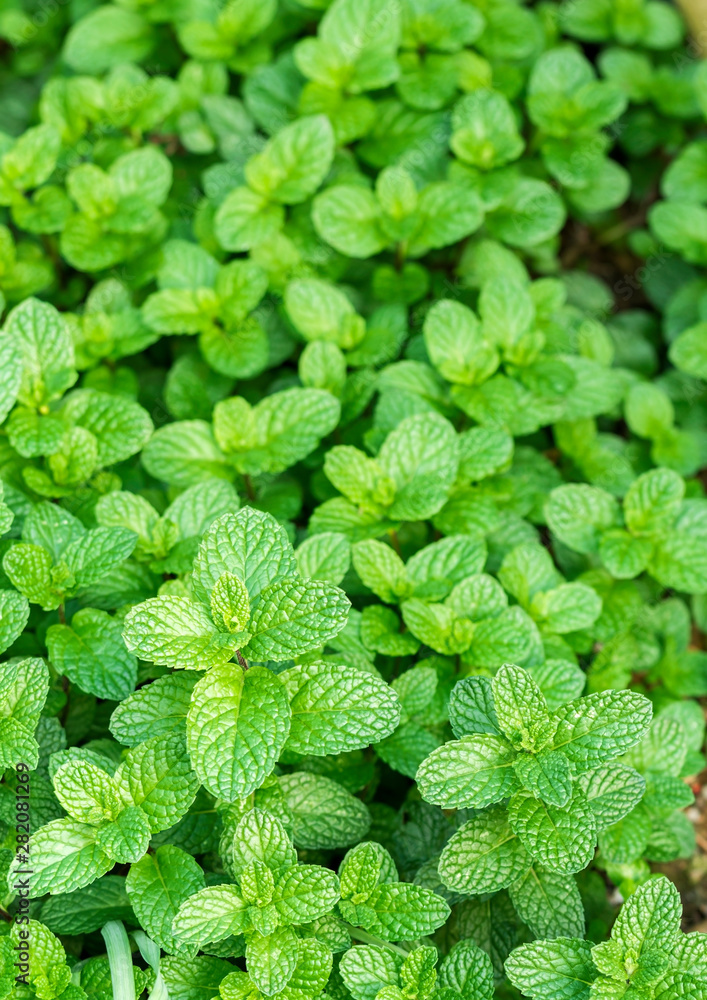 Close up of fresh mints growing in vegetable garden Close up of fresh mints growing in vegetable garden