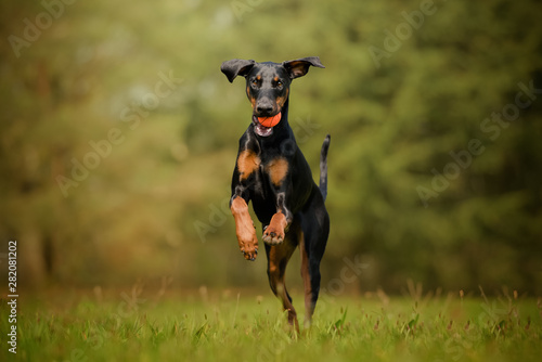 Bild auf Leinwand Dobermann dog running with a ball on the grass