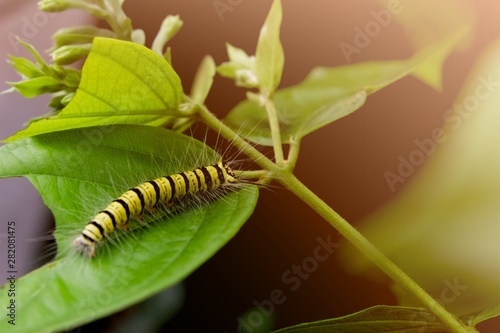 caterpillar eating green leaf in the morning © thanakorn