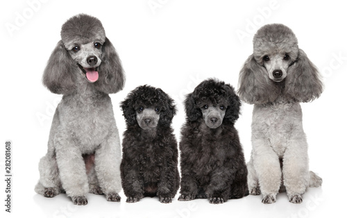 Family of Grey Poodles on white background