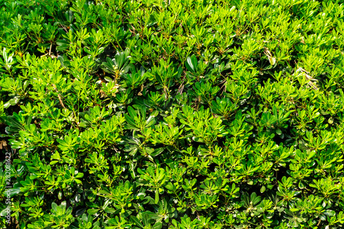 green bright garden background of oleander bush , texture of leaves