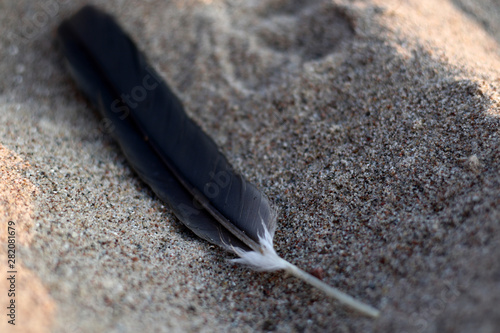 one black feather on the sand