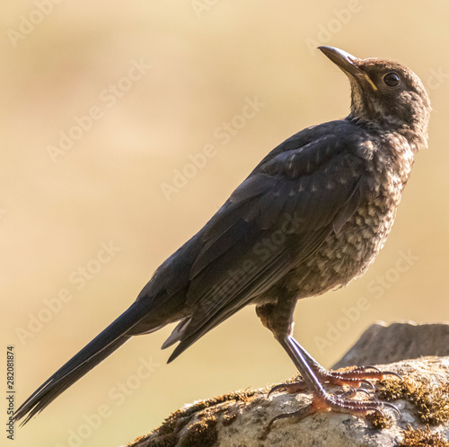 Wild birds in Navarra, Spain. July 2019