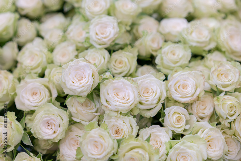 Fototapeta premium isolated close-up of a huge bouquet of white roses. Many white roses as a floral background