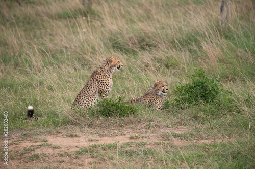 two cheetahs in masai mara kenya © Keith
