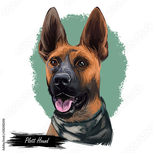 Plott Hound dog portrait isolated on white. Digital art illustration of hand drawn for web, t-shirt print and puppy food cover design, clipart. Plotthund large scent hound, originally bred for hunting photo