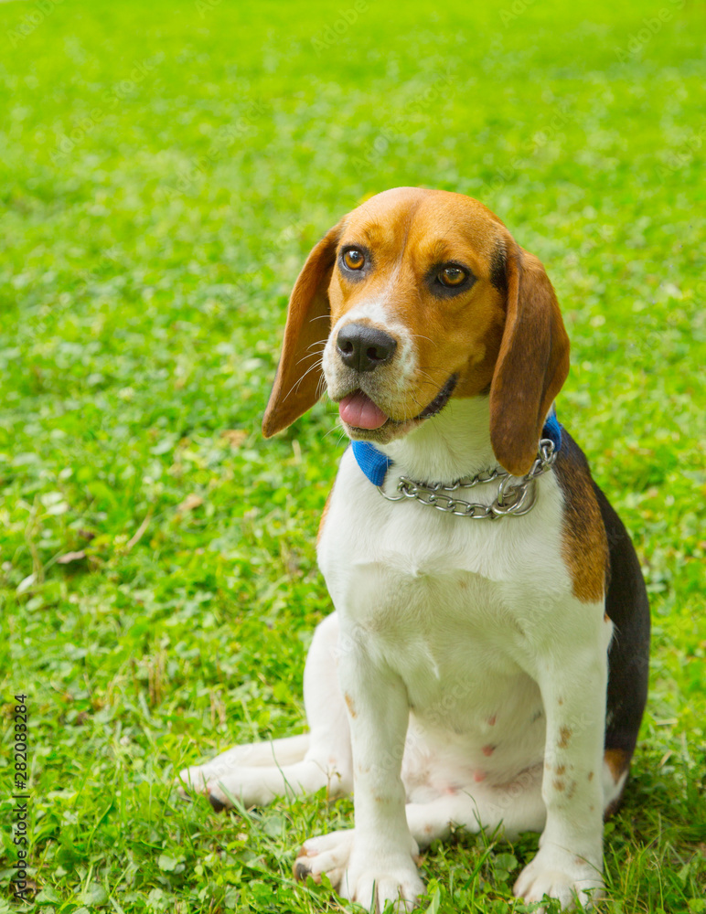 Beautiful beagle puppy dog sitting outdoor in the park