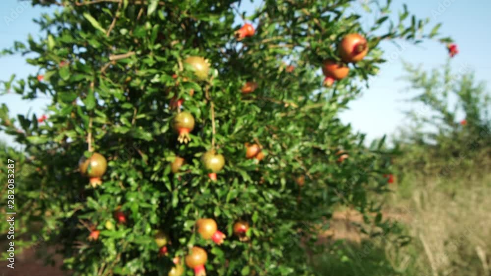 Close up: Half-ripe Pomegranate hanging on tree Slight wind moving tree branches Beautiful evening sun Sunset light Close up: Half-ripe Pomegranate hanging on tree Slight wind moving tree branches Beautiful evening sun Sunset light
