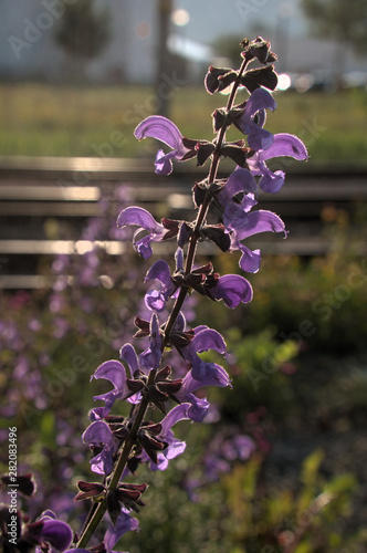 Delphinium sp.; Wild larkspur growing by the tracks at Sargans station, Switzerland photo