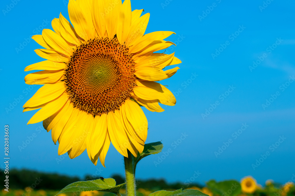 bright sunflowers on a large field on a sunny day bright sunflowers on a large field on a sunny day