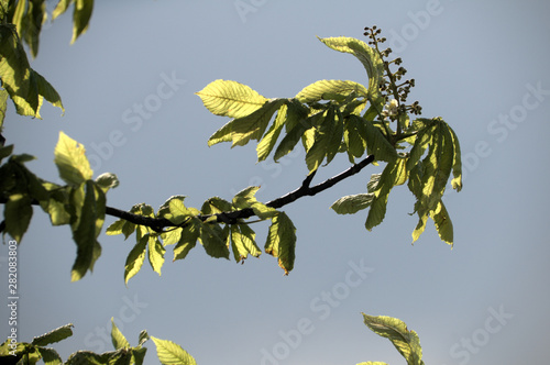 Aesculus hippocastanum; Horse Chestnut foliage in evening light, Rorschacherberg in Switzerland photo