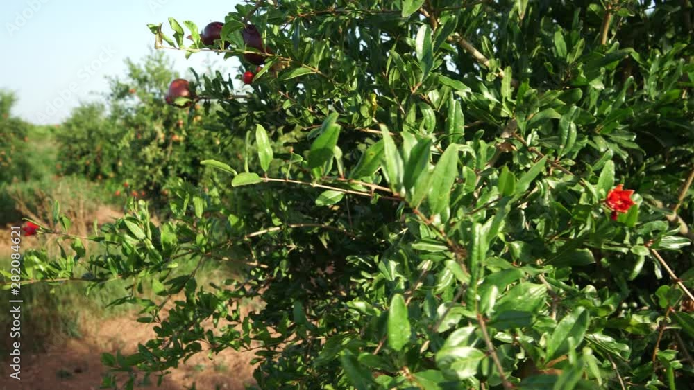 Close up: Half-ripe Pomegranate hanging on tree Slight wind moving tree branches Beautiful evening sun Sunset light Close up: Half-ripe Pomegranate hanging on tree Slight wind moving tree branches Beautiful evening sun Sunset light