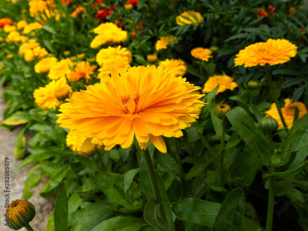 bright yellow flowers in the garden on the flowerbed