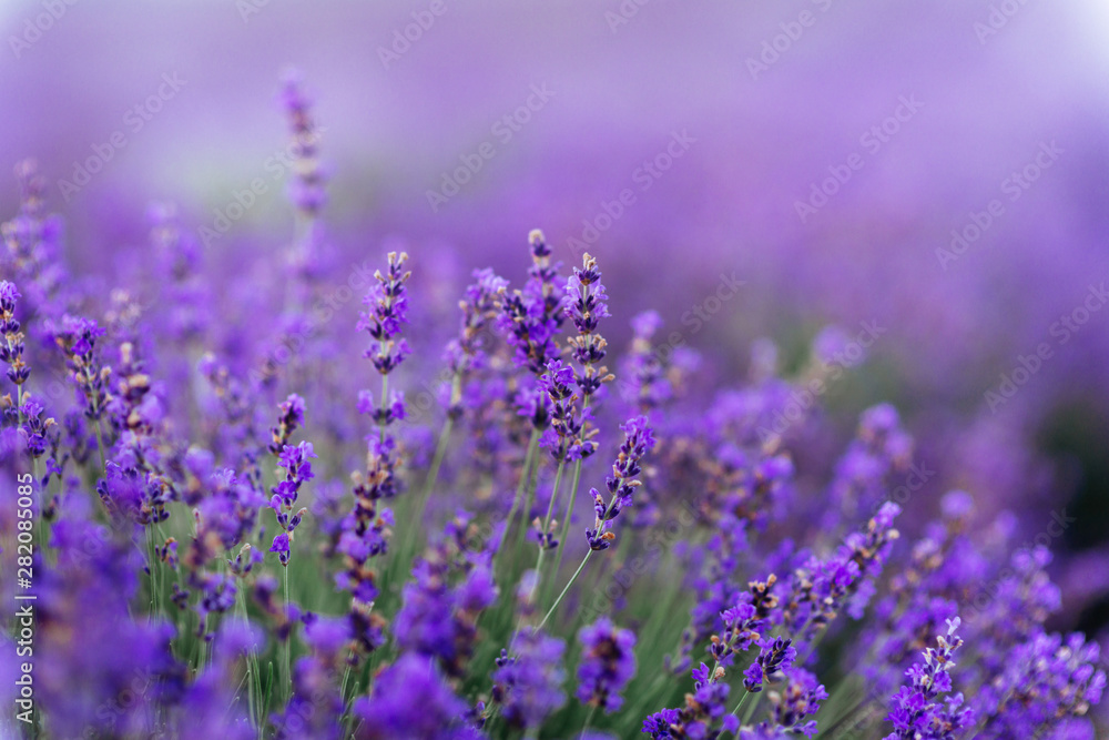 Lavender bushes closeup on sunset. Sunset gleam over purple flowers of lavender.