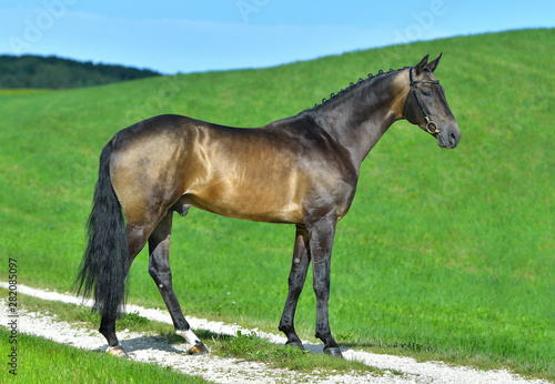 Exterior photo of buckskin akhal teke stallion in a field. Equestrian sports horse. © arthorse