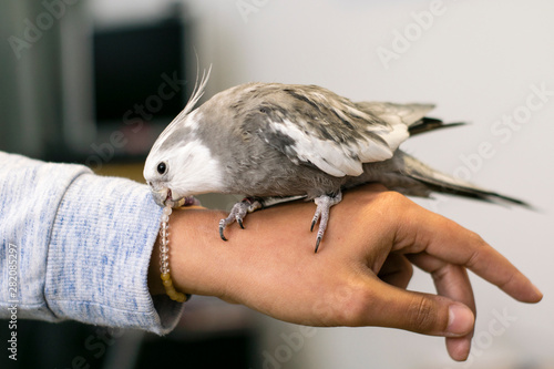 White and gray nymph perched on its owner's hand and pecking her bracelet