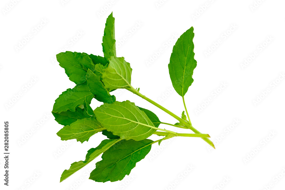 Basil leaves with isolated on a white background Basil leaves with isolated on a white background
