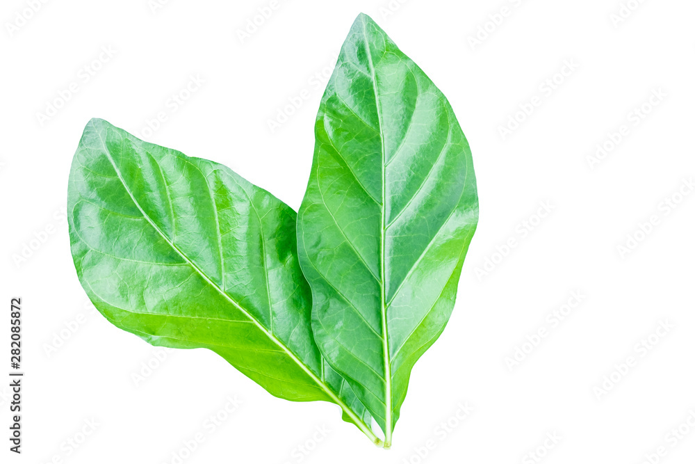 Fototapeta premium Noni leaves with isolated on a white background
