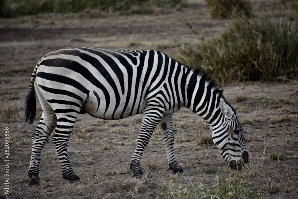 Zebra Full-Frame Eating Grass, Amboseli, Kenya Zebra Full-Frame Eating Grass, Amboseli, Kenya