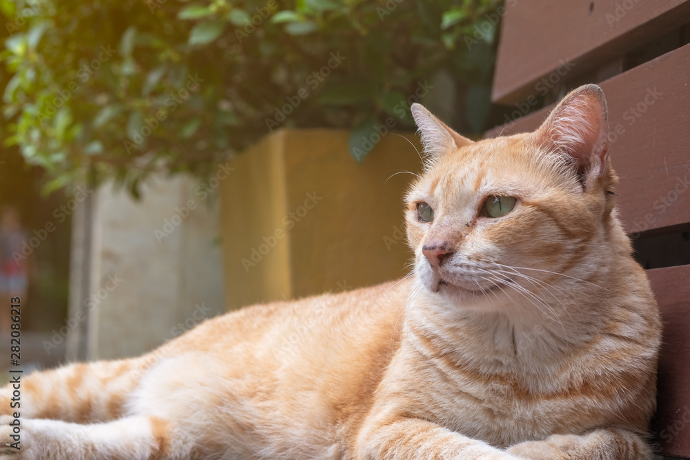 Light orange cat lying on a wooden bench under the warm sunlight, cute animal