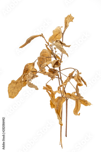 dry mung bean trees isolated on white background