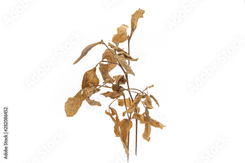 plant on white