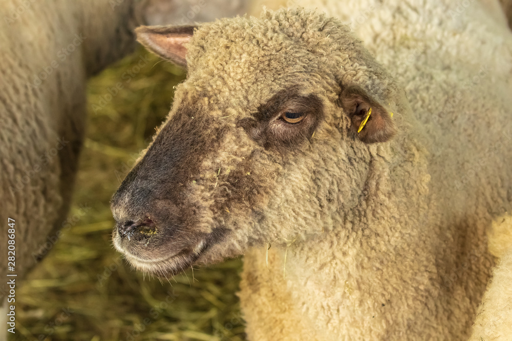 Sheep and ram at the exhibition. A young pretty ram stands in the corral and looks at the camera. Cattle breeding and livestock breeding. Sheep husbandry.