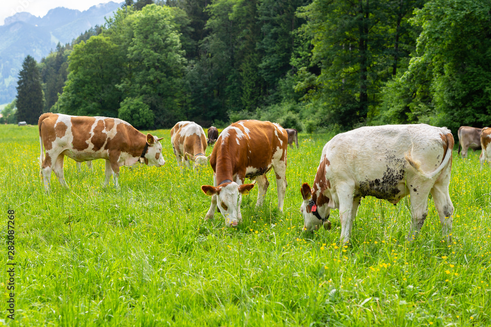 Cow eating green grass on summer field.
