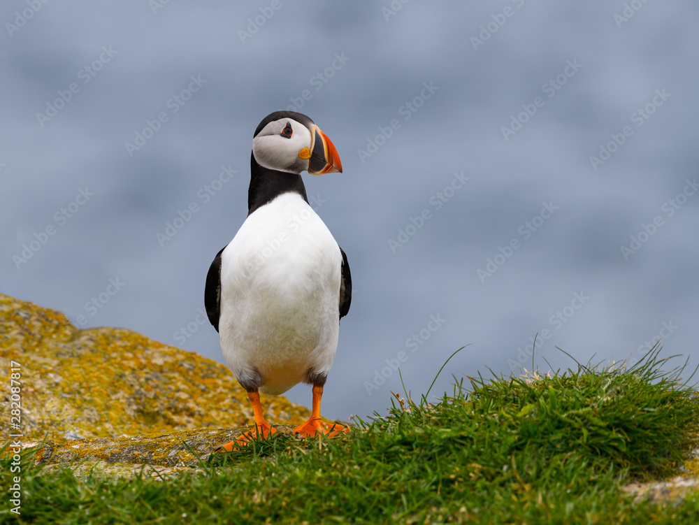 Atlantic Puffin Standing on Cliffs Rock, Portrait Atlantic Puffin Standing on Cliffs Rock, Portrait