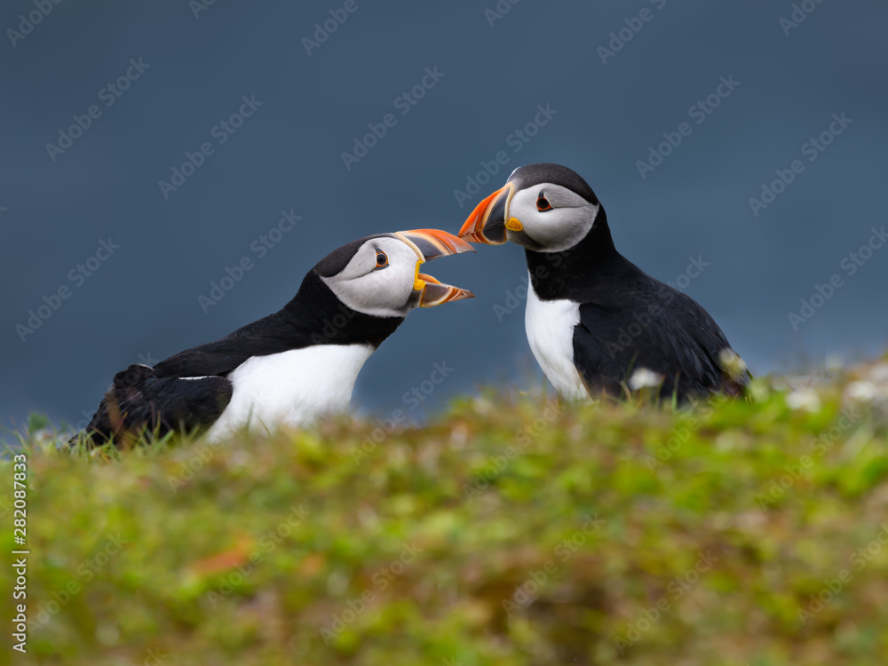 Naklejka premium Two Atlantic Puffins Standing on Cliffs Rock and Arguing, Portrait