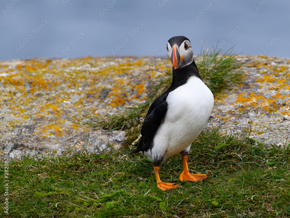 Atlantic Puffin Standing on Cliffs Rock, Portrait Atlantic Puffin Standing on Cliffs Rock, Portrait