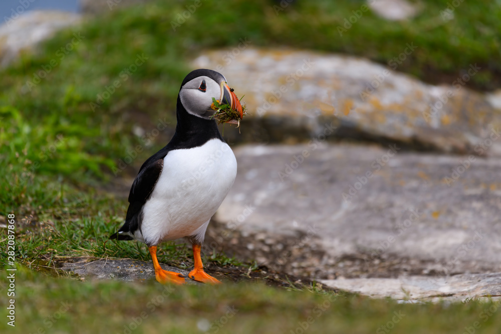 Atlantic Puffin Standing on Cliffs Rock and Holding Grass in its Beak, Portrait Atlantic Puffin Standing on Cliffs Rock and Holding Grass in its Beak, Portrait