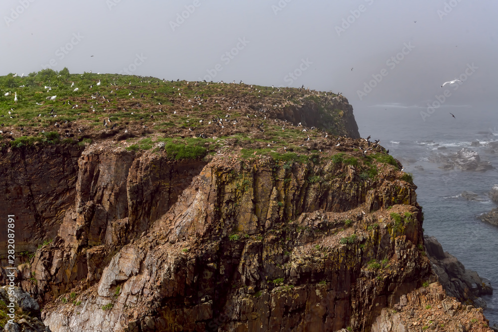 Cliffs of Newfoundland with Puffins and Seabirds