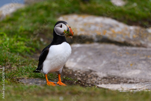 Atlantic Puffin Standing on Cliffs Rock and Holding Grass in its Beak, Portrait © FotoRequest