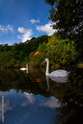 White swan on a pond on a sunny day with reflections in the water