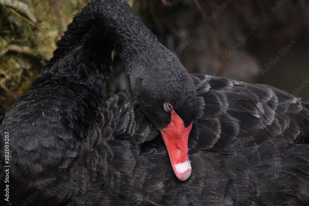 Fototapeta premium portrait of a black swan