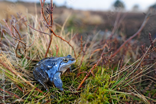 Moorfrosch (Rana arvalis) im Diepholzer Moor - Moor frog photo