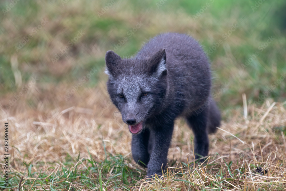 Arctic fox pups,Vulpes lagopus, portrait close up with grass background during a sunny summers day. Arctic fox pups,Vulpes lagopus, portrait close up with grass background during a sunny summers day.