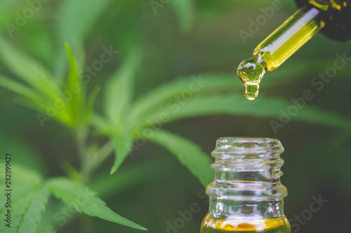 Fototapeta Naklejka Na Ścianę i Meble -  CBD hemp oil, droplet dosing a biological and ecological hemp plant herbal pharmaceutical cbd oil from a jar.